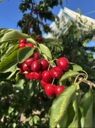 百果园合做的供使用专业的采后处置手艺